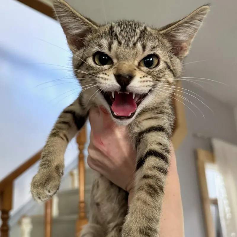 The Alchemy thumbnail 4