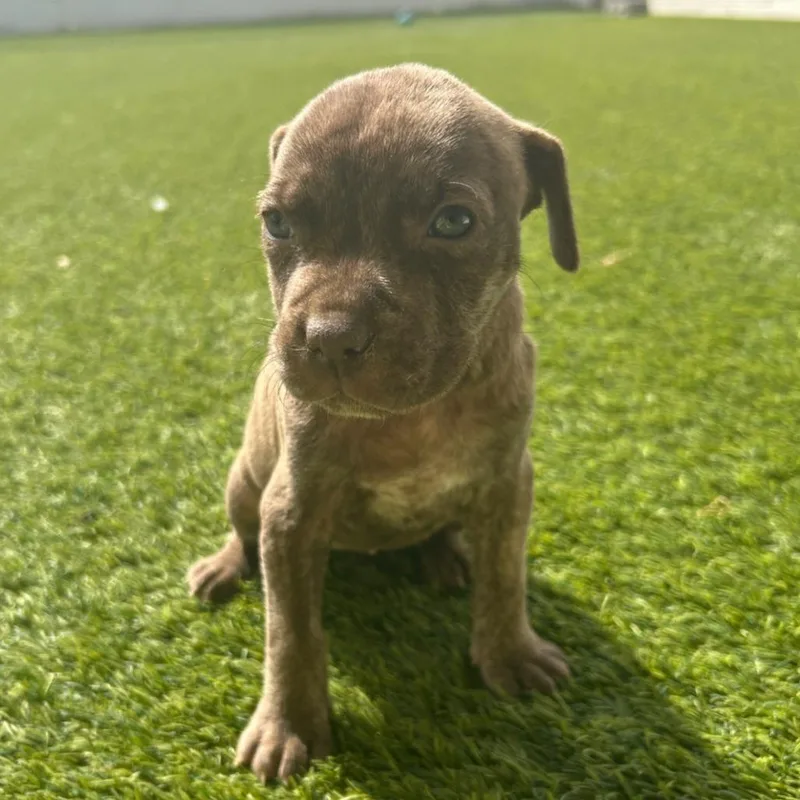 A baby small-sized female Brindle Mixed Breed dog named Seis for adoption in LOXAHATCHEE, FL