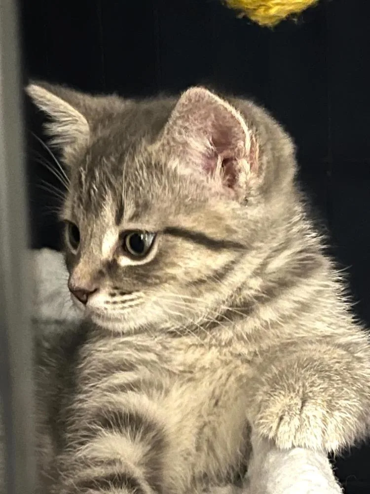 A baby medium-sized female Tabby (Gray / Blue / Silver) Domestic Short Hair cat named Fernanda for adoption in Maitland, FL