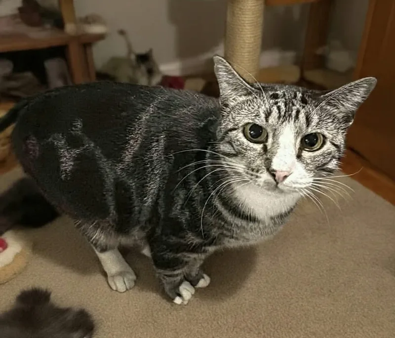 An adult large-sized male Tabby (Gray / Blue / Silver) Domestic Short Hair cat named Franco for adoption in Greensburg, PA