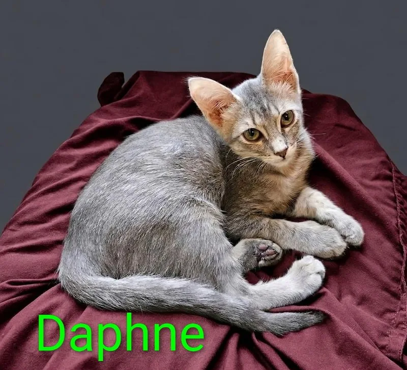 A baby small-sized female Tabby (Gray / Blue / Silver) Domestic Short Hair cat named Daphne  North Conroe for adoption in Spring, TX