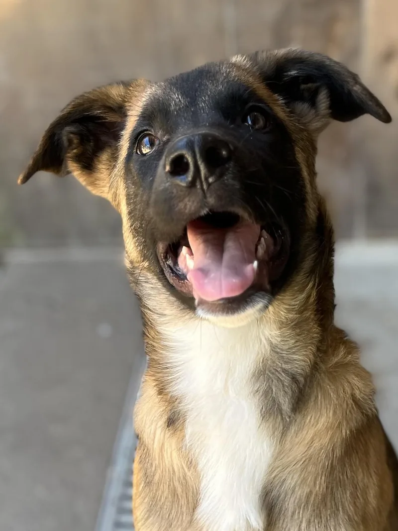 A baby large-sized male Golden German Shepherd Dog dog named Geo for adoption in Snoqualmie, WA