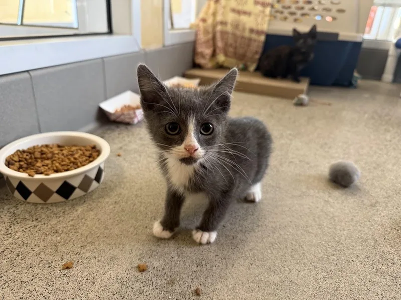 A baby medium-sized male Domestic Short Hair cat named Foibles for adoption in Berkeley, CA