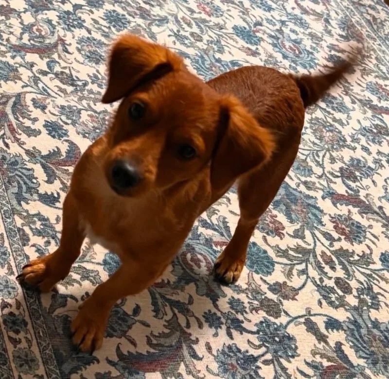 An adult small-sized male Red / Chestnut / Orange Chihuahua dog named Woody for adoption in Grand Prairie, TX