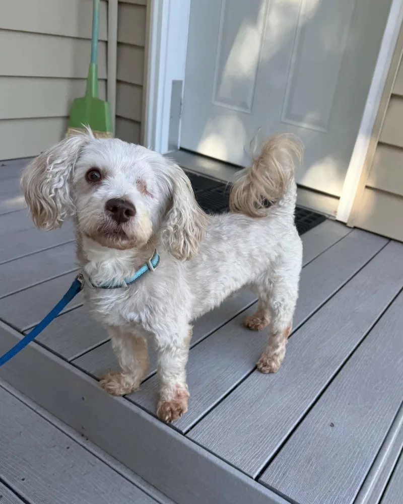 An adult small-sized male Shih Tzu dog named Murphy for adoption in North Freedom, WI