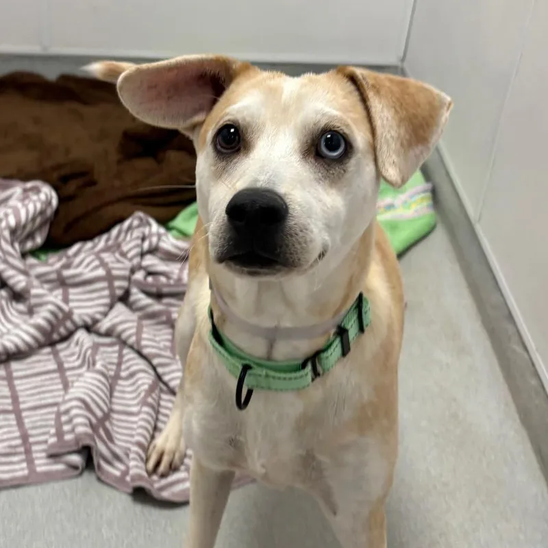 A young medium-sized male Yellow / Tan / Blond / Fawn Mixed Breed dog named Wilson for adoption in Wantagh, NY