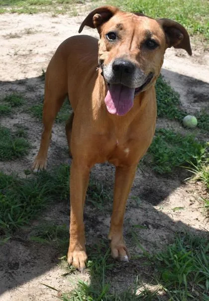 An adult medium-sized female Red / Chestnut / Orange Black Mouth Cur dog named Daisy for adoption in Inverness, FL