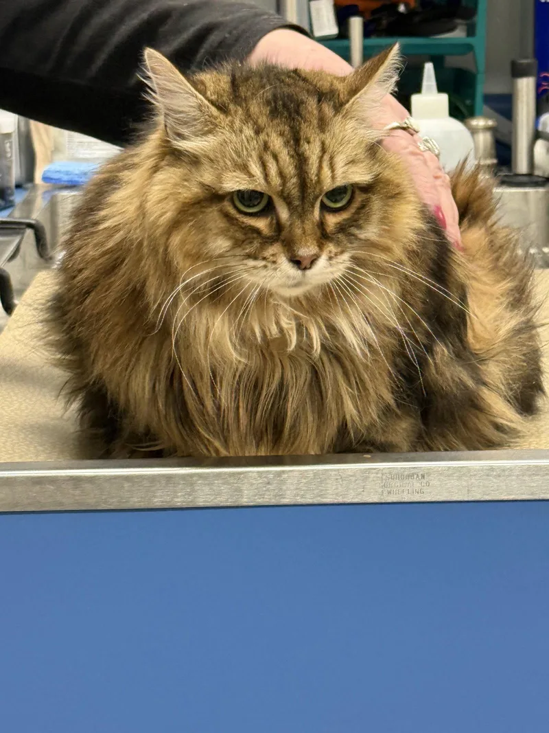 An adult large-sized female Norwegian Forest Cat cat named Nyla for adoption in Royal Palm Beach, FL