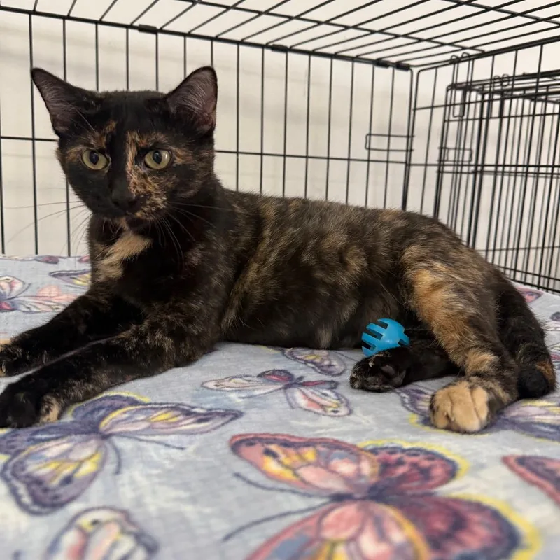 A young medium-sized female Tortoiseshell Domestic Short Hair cat named Jewel for adoption in Houston, TX