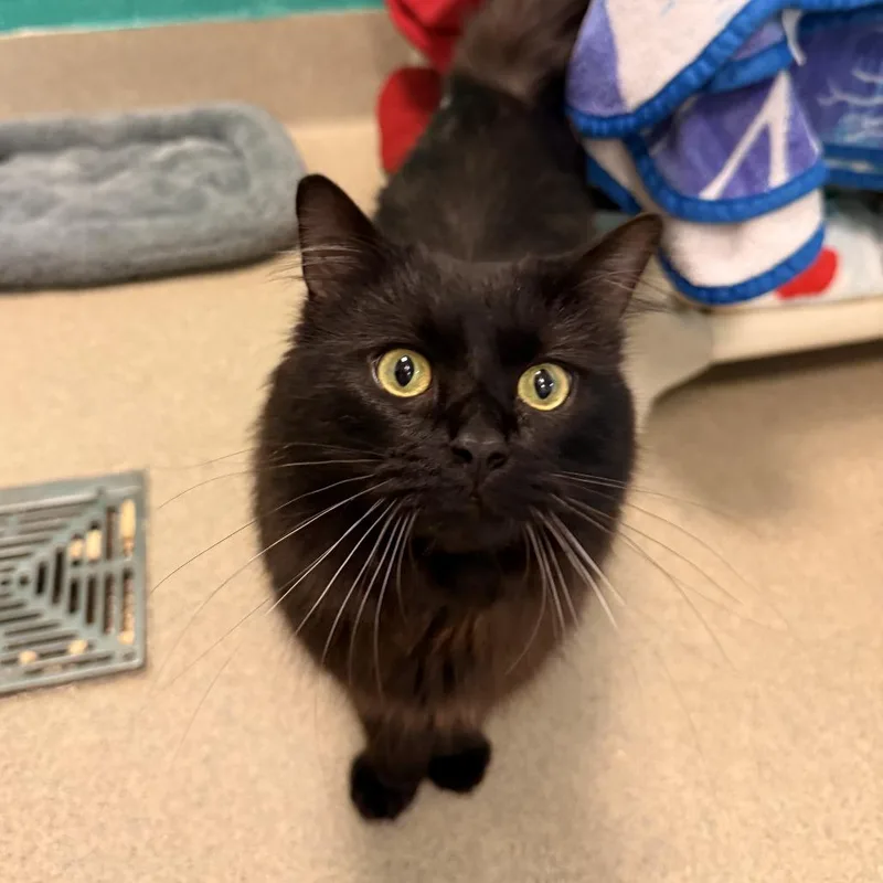 An adult medium-sized male Black Domestic Medium Hair cat named Omally for adoption in Fredericksburg, VA