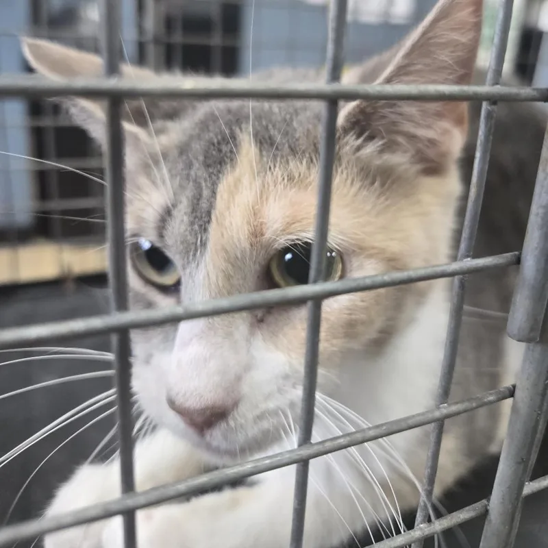 A baby medium-sized female Orange / Red Domestic Short Hair cat named Petunia for adoption in Newark, NJ