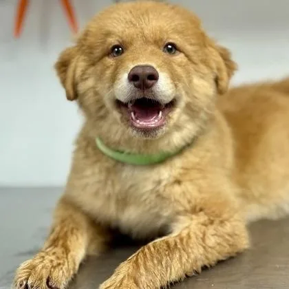 A baby medium-sized male Husky dog named Pure Leaf for adoption in Worcester, MA
