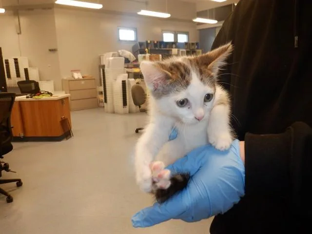 A baby small-sized male Domestic Short Hair cat named Kid Flash for adoption in San Jose, CA
