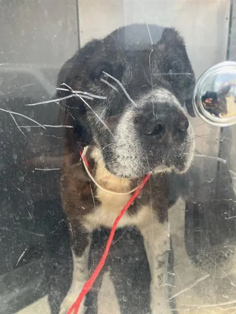 A senior extra large-sized male Saint Bernard dog named Beethovan for adoption in Dallas, TX