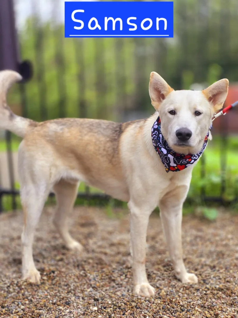 A baby large-sized male Siberian Husky dog named Samson for adoption in Walthill, NE
