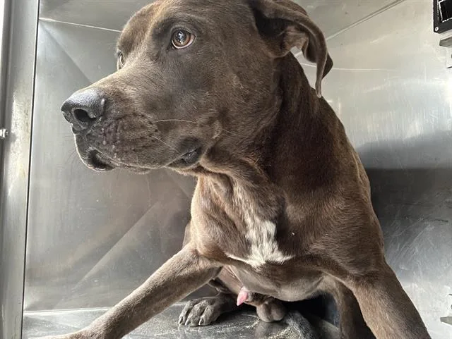 A young large-sized male Mixed Breed dog named Tbo for adoption in Dallas, TX