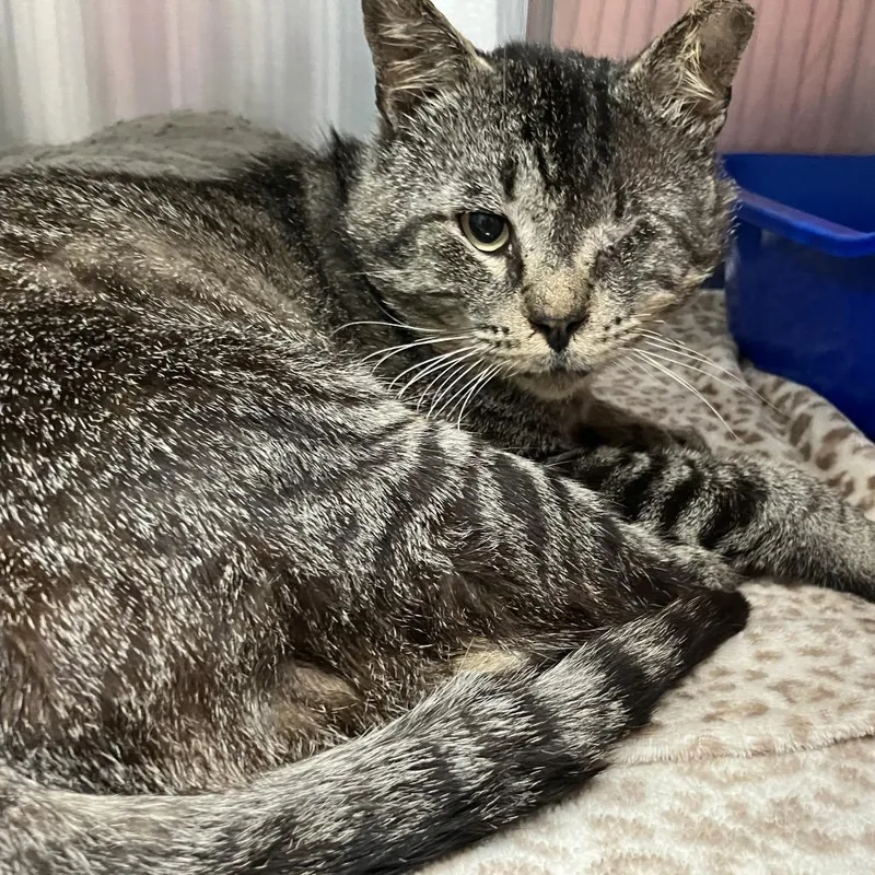 An adult large-sized male Brown / Chocolate Domestic Short Hair cat named Peter Rabbit for adoption in Lakeland, FL