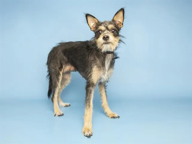 A young small-sized female Cairn Terrier dog named Pua for adoption in Phoenix, AZ