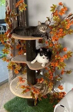 Ezekieland Tigger thumbnail 2