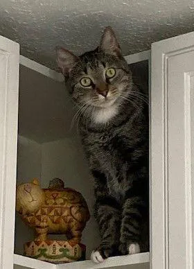 Ezekieland Tigger thumbnail 3