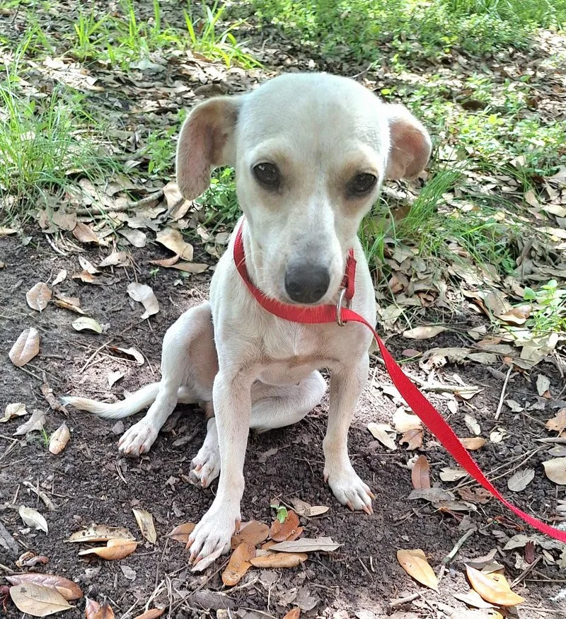 An adult small-sized female White / Cream Chihuahua dog named Elvia WAT for adoption in Missouri City, TX