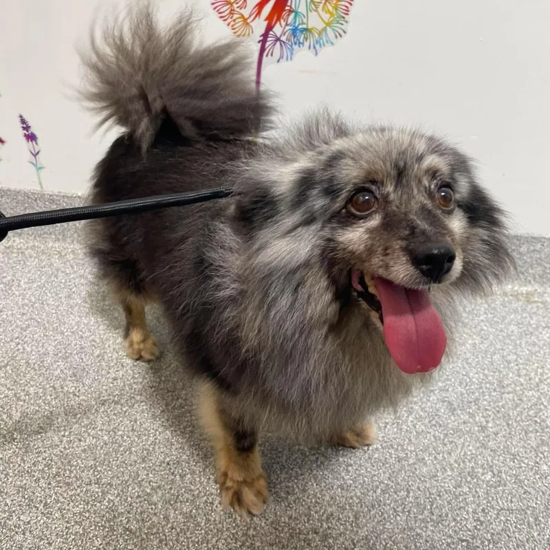 An adult small-sized female Pomeranian dog named Cherish for adoption in Minooka, IL