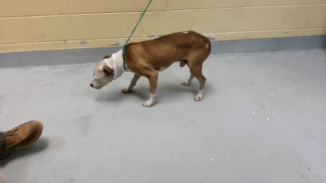 A young medium-sized male Pit Bull Terrier dog named Wyatt for adoption in Tulsa, OK