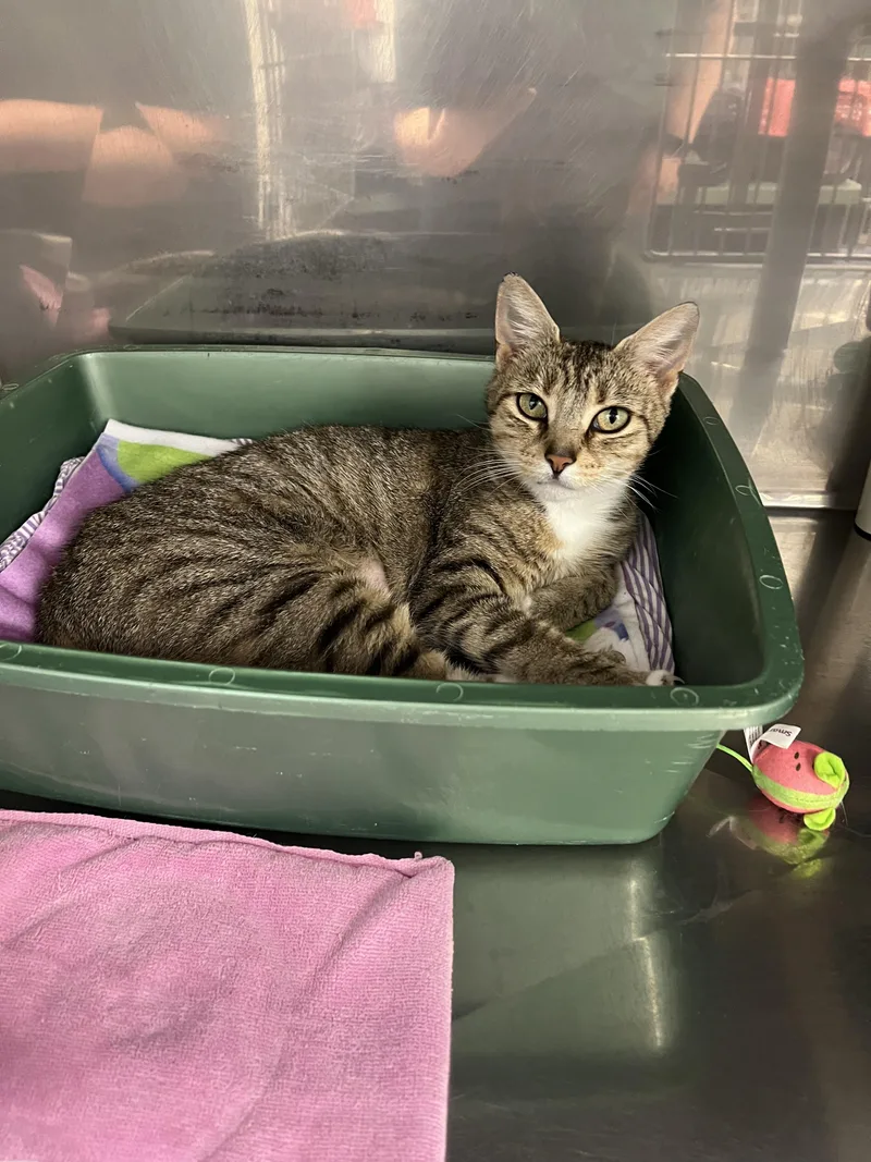 A young medium-sized female Tabby (Brown / Chocolate) Domestic Short Hair cat named Puffer Fish for adoption in Montville, NJ
