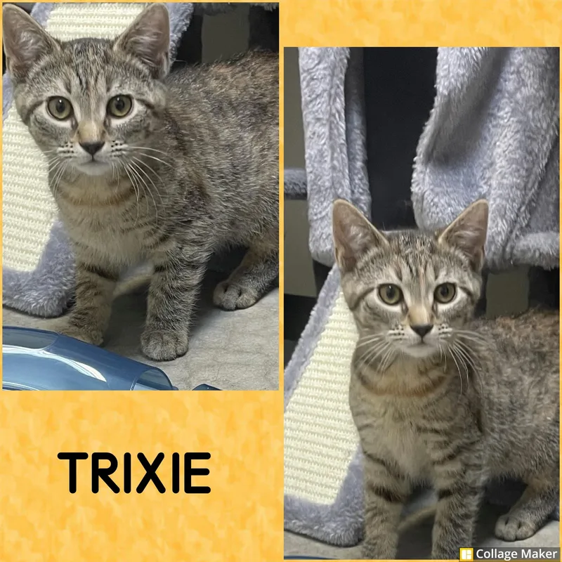 A young medium-sized female Domestic Short Hair cat named Trixie for adoption in Clearfield, PA