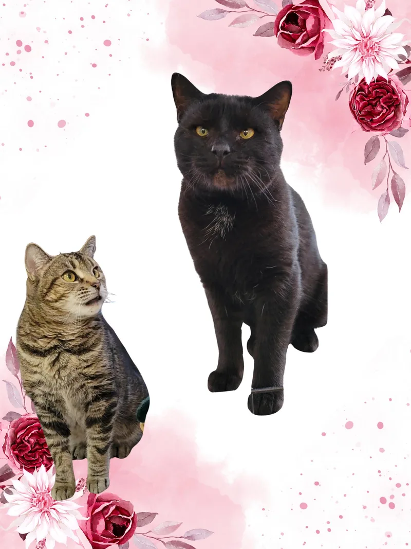 Big Chungus And Trivet