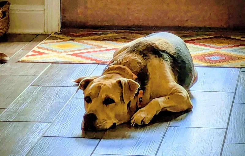 An adult large-sized male Brown / Chocolate Shar-Pei dog named Relay for adoption in Seguin, TX