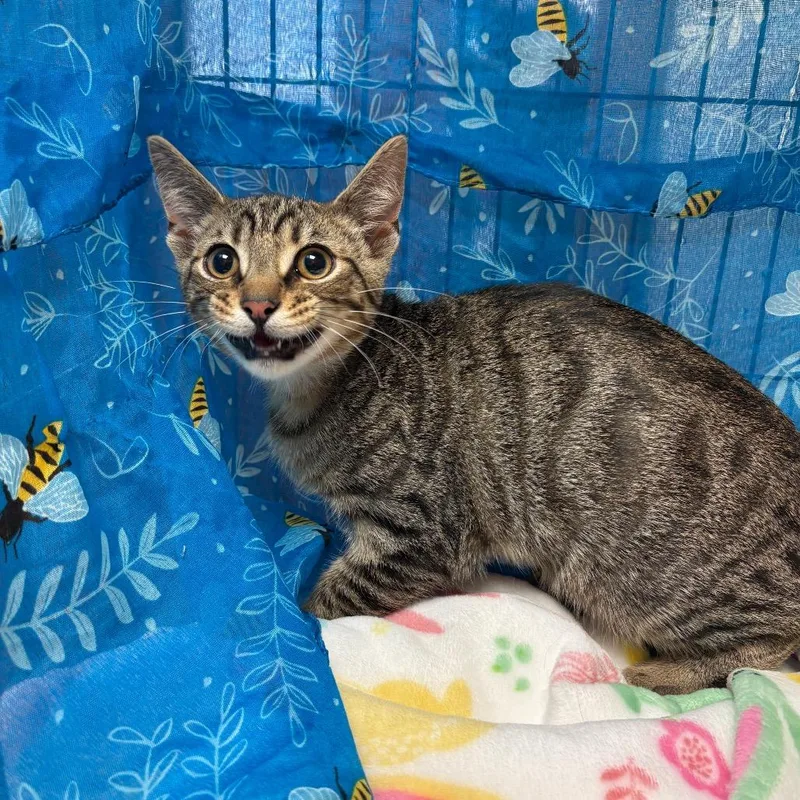 A baby medium-sized male Brown / Chocolate American Shorthair cat named Luca for adoption in Greenfield, IN