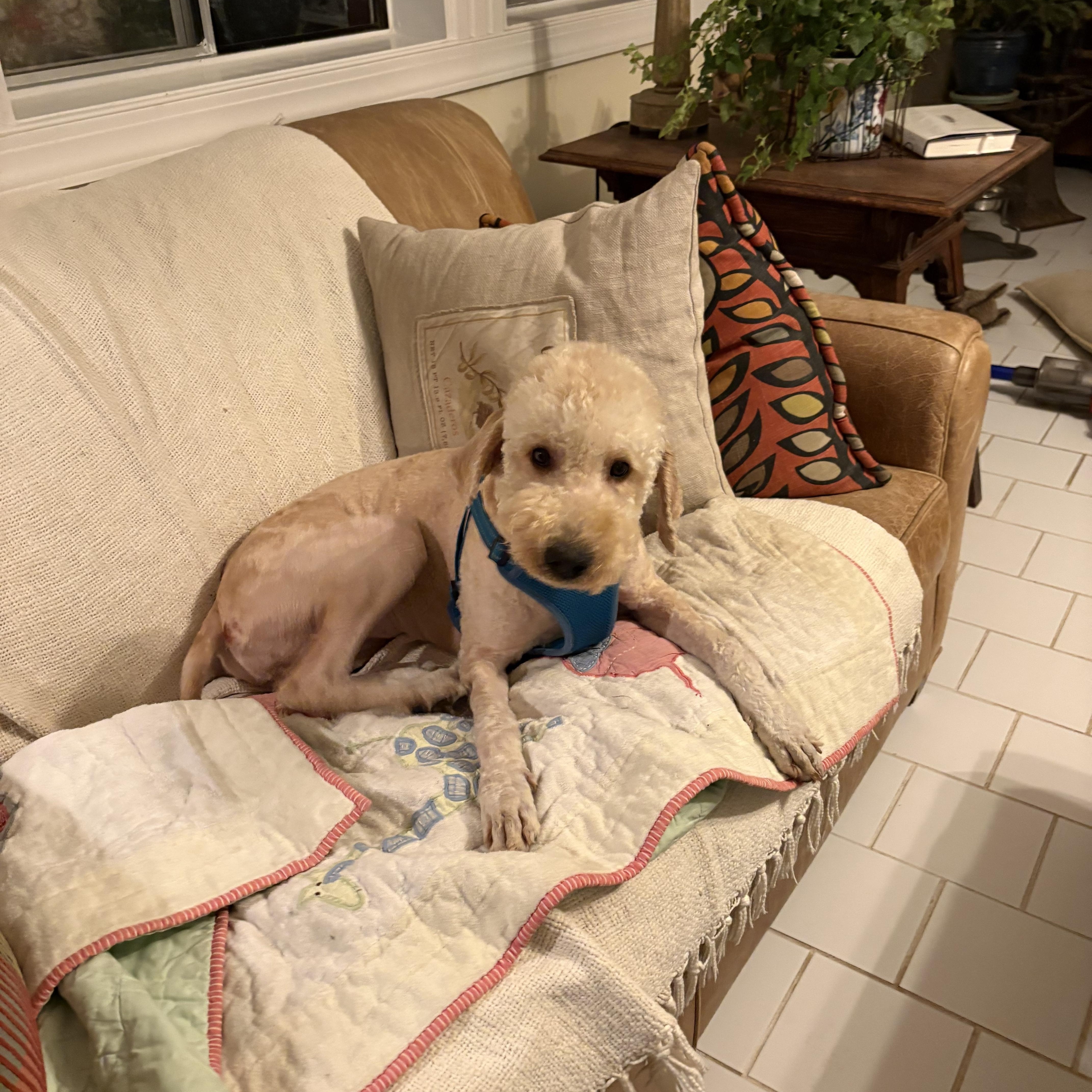 A young medium-sized female Golden Goldendoodle dog named Gisselle for adoption in Brentwood, TN