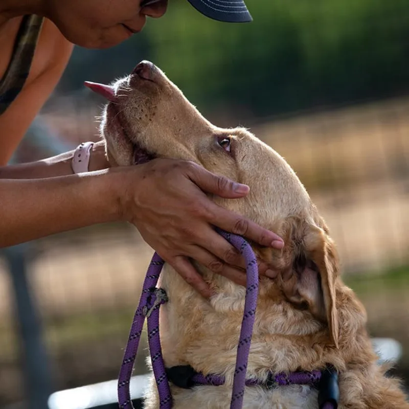 Old Yeller Jum thumbnail 3