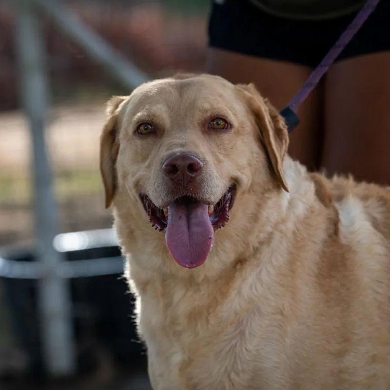 Old Yeller Jum thumbnail 4