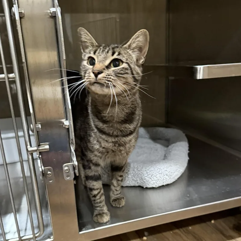 An adult medium-sized male Tabby (Brown / Chocolate) Domestic Short Hair cat named Doe for adoption in Bryson City, NC