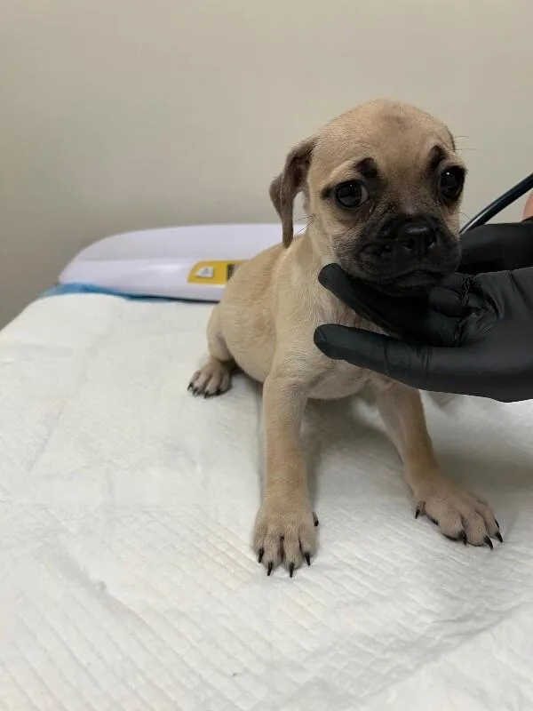 Bug the pug