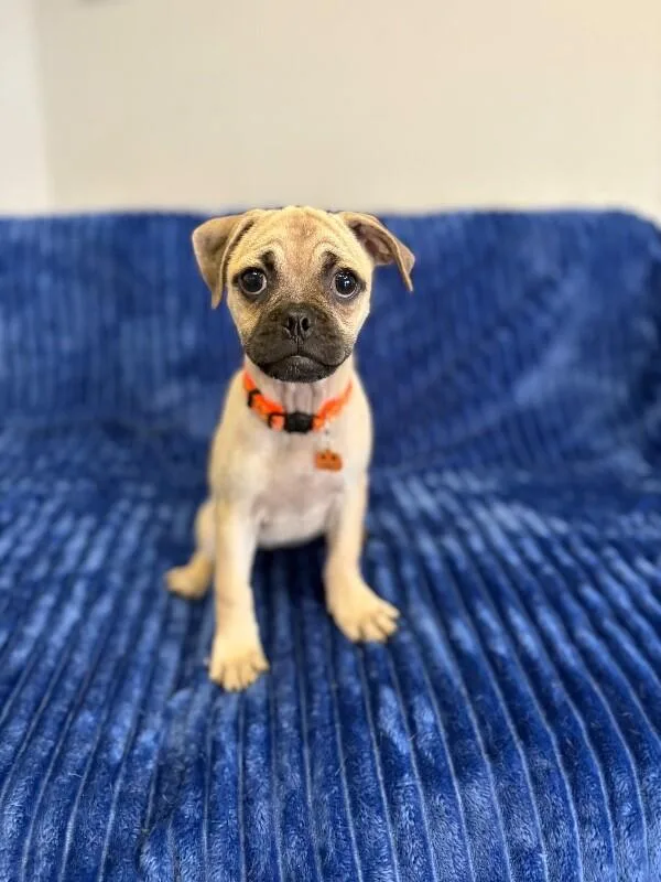 Bug the pug thumbnail 2