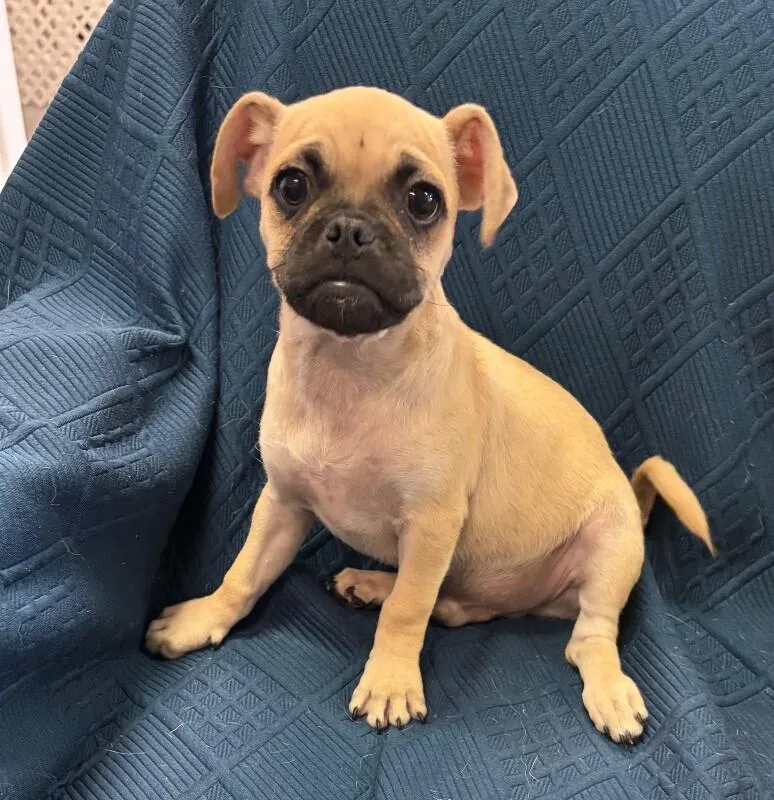 Bug the pug thumbnail 3