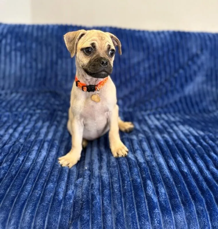 Bug the pug thumbnail 4