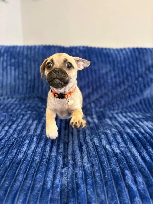 Bug the pug thumbnail 5