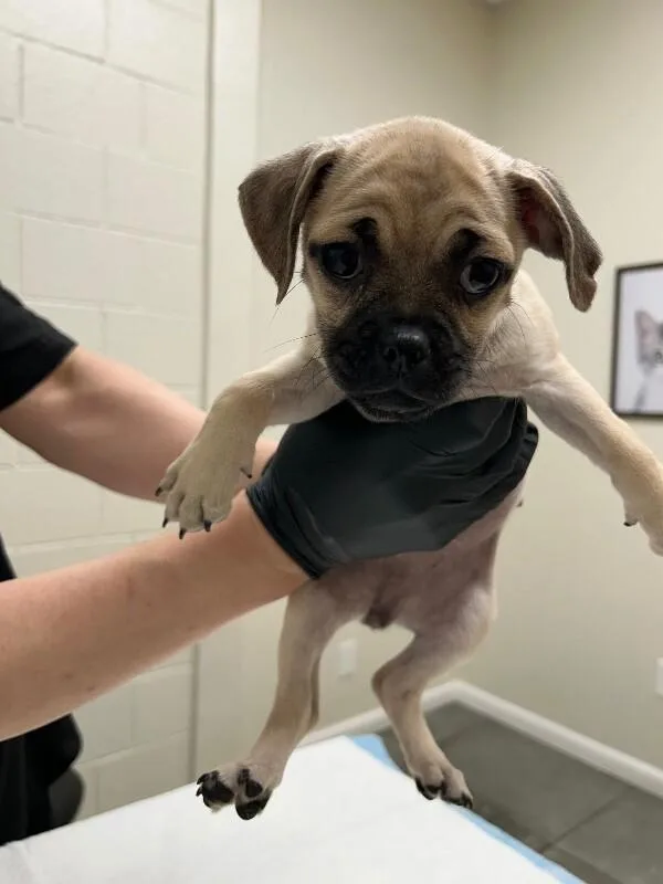 Bug the pug thumbnail 6