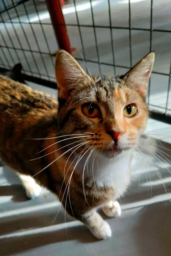 Braveheart thumbnail 2