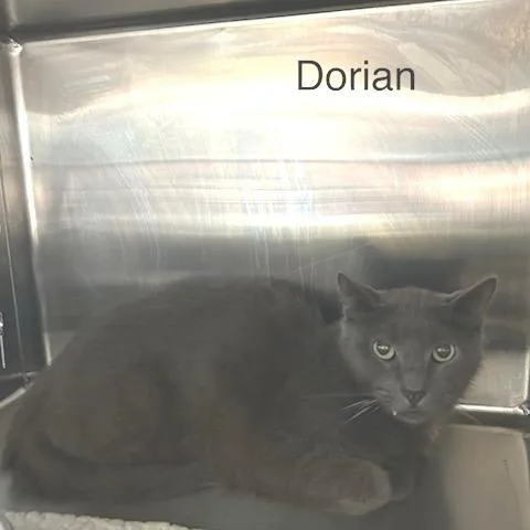 Dorian