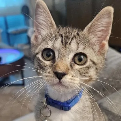 A baby small-sized female Domestic Short Hair cat named Campbell for adoption in West Chester, PA