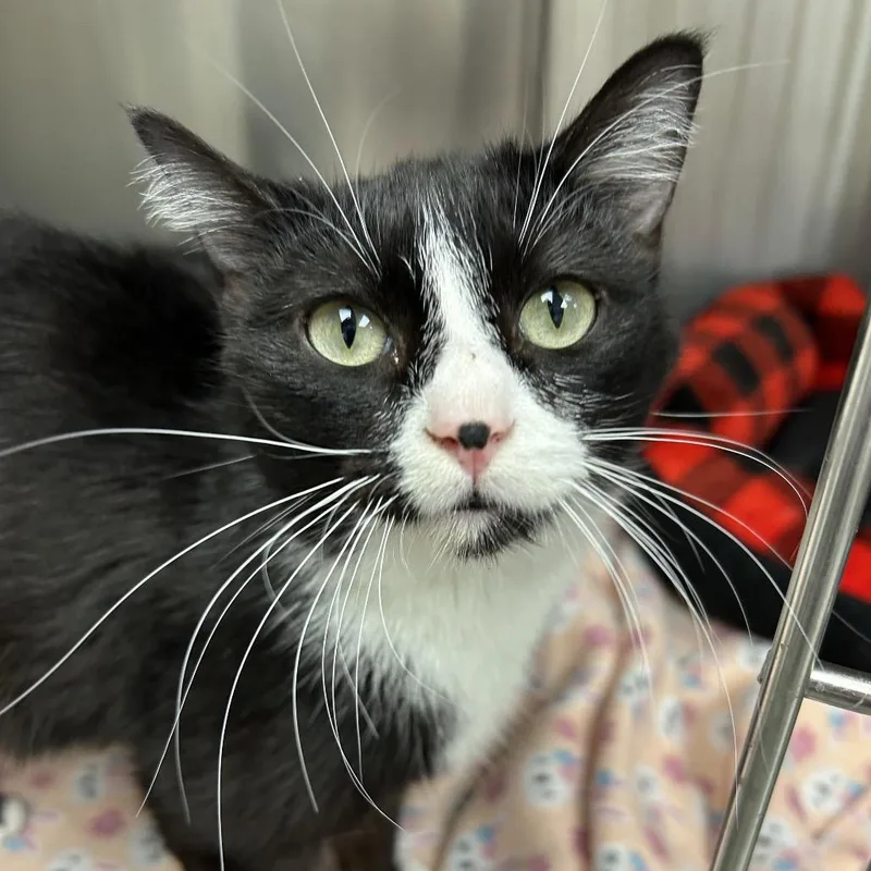 Sock Hop thumbnail 2