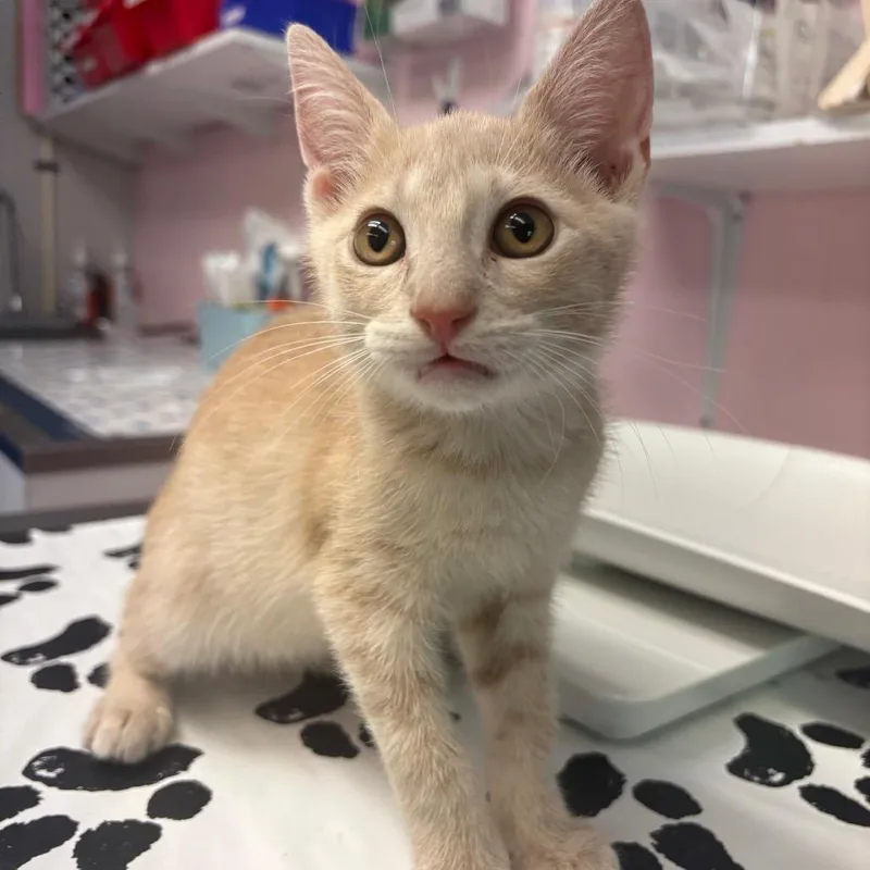 A baby small-sized male Buff / Tan / Fawn Domestic Short Hair cat named Bobbie for adoption in Port Richey, FL