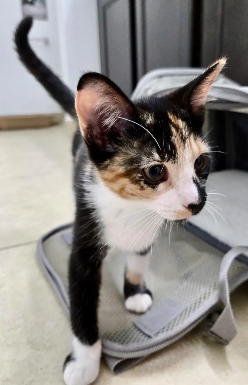 A baby medium-sized male Calico Domestic Short Hair cat named Mister and Misses BONDED for adoption in Homestead, FL