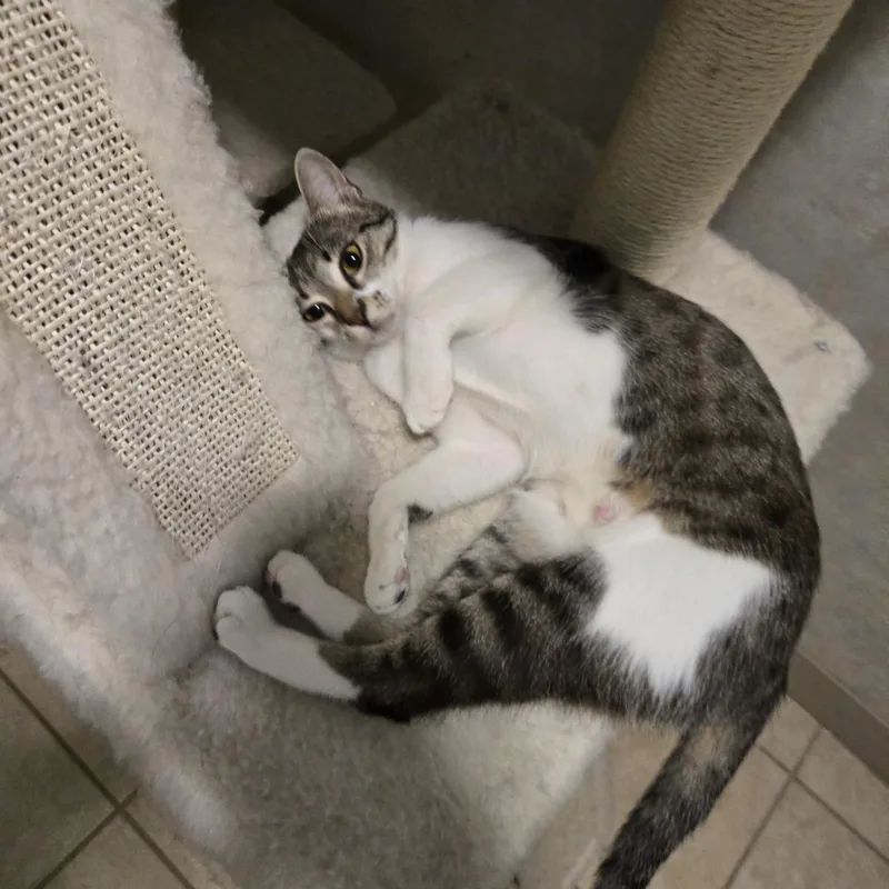 A young medium-sized female Gray & White Domestic Short Hair cat named Josie for adoption in Mansfield, TX