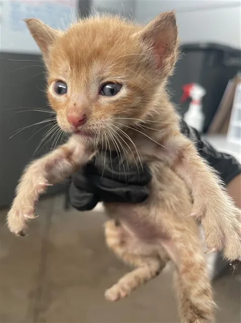 A baby medium-sized male Domestic Short Hair cat named Bongo for adoption in Dallas, TX